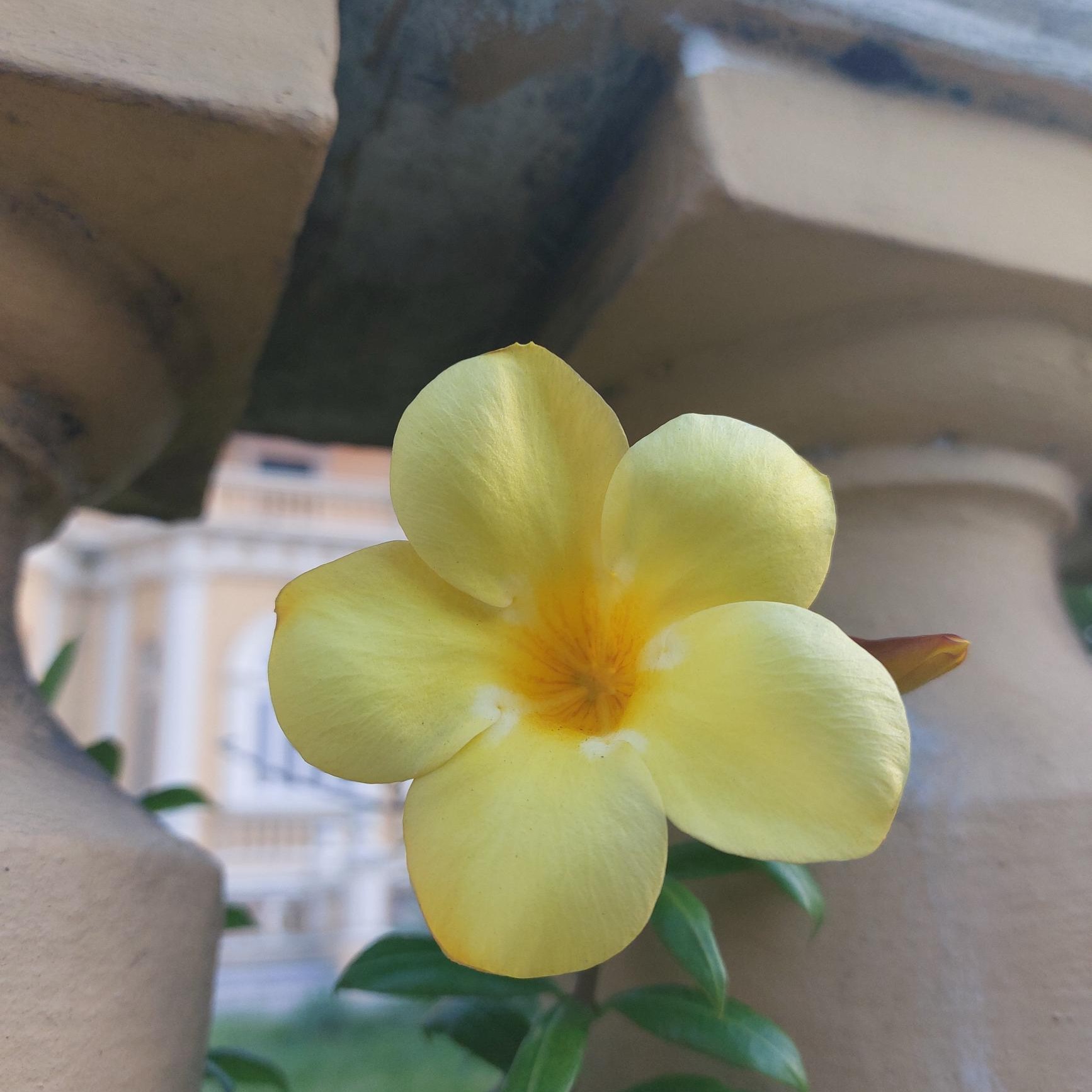 Blume