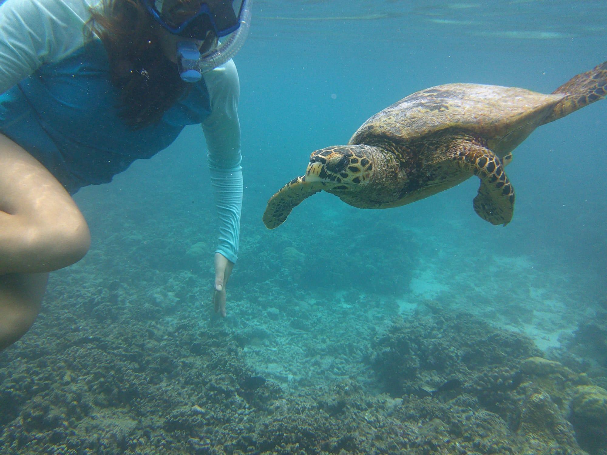 Lillimaa meine Schildkröten