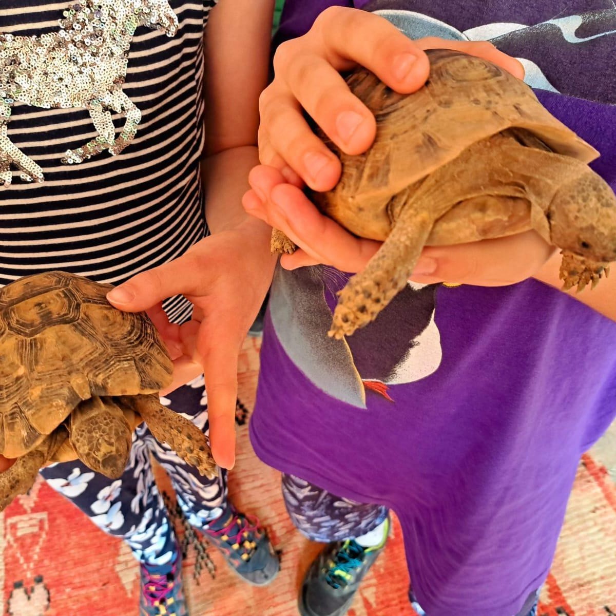 Schildkröten
